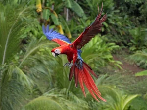 Fascinating Nature: Why Beautiful Wild Birds Eat Clay to Survive - image 1