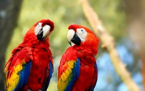 Fascinating Nature: Why Beautiful Wild Birds Eat Clay to Survive - image 3