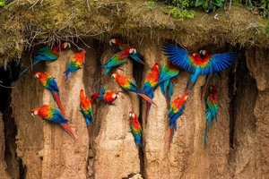 Fascinating Nature: Why Beautiful Wild Birds Eat Clay to Survive - image 7
