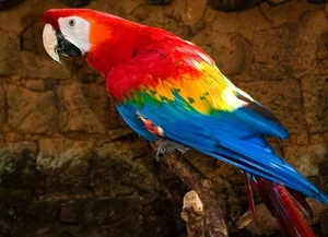 Fascinating Nature: Why Beautiful Wild Birds Eat Clay to Survive - image 6