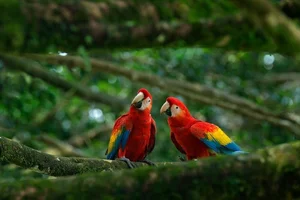 Fascinating Nature: Why Beautiful Wild Birds Eat Clay to Survive - image 8