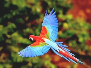 Fascinating Nature: Why Beautiful Wild Birds Eat Clay to Survive - image 4
