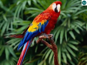 Fascinating Nature: Why Beautiful Wild Birds Eat Clay to Survive - image 2