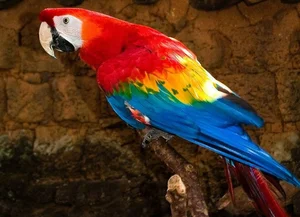 Fascinating Nature: Why Beautiful Wild Birds Eat Clay to Survive - image 0