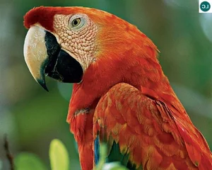 Fascinating Nature: Why Beautiful Wild Birds Eat Clay to Survive - image 5