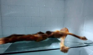 The Fascinating Secrets of the Perfectly Preserved Ice Man - image 1