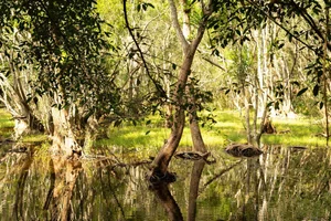 Trekking Through Cat Ba Jungle to Discover the Ancient Viet Hai Village - image 10