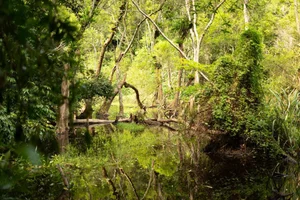 Trekking Through Cat Ba Jungle to Discover the Ancient Viet Hai Village - image 1
