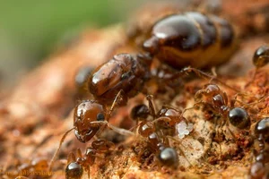 The Terrifying Truth About Fire Ants You Probably Didn't Know - image 6