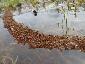 The Terrifying Truth About Fire Ants You Probably Didn't Know - image 0