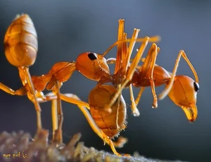 The Terrifying Truth About Fire Ants You Probably Didn't Know - image 1
