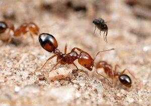 The Terrifying Truth About Fire Ants You Probably Didn't Know - image 7