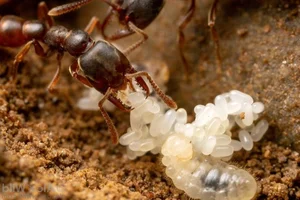 The Terrifying Truth About Fire Ants You Probably Didn't Know - image 2