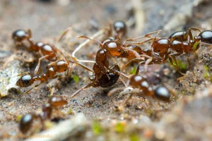 The Terrifying Truth About Fire Ants You Probably Didn't Know - image 4