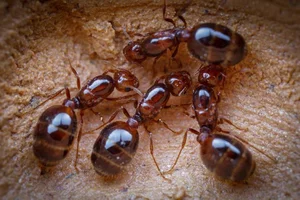 The Terrifying Truth About Fire Ants You Probably Didn't Know - image 3
