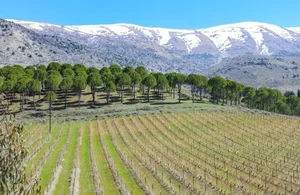 Exploring Lebanon: A Journey Through History, Culture, and Hidden Mediterranean Gems - image 5