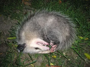 Top 15 Fascinating and Bizarre Facts About Marsupials You Won't Believe - image 7