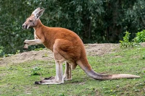 Top 15 Fascinating and Bizarre Facts About Marsupials You Won't Believe - image 5