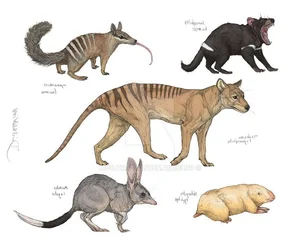 Top 15 Fascinating and Bizarre Facts About Marsupials You Won't Believe - image 10