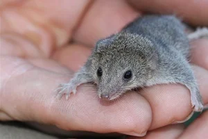 Top 15 Fascinating and Bizarre Facts About Marsupials You Won't Believe - image 9