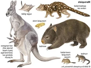 Top 15 Fascinating and Bizarre Facts About Marsupials You Won't Believe - image 8