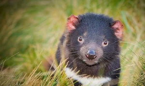 Top 15 Fascinating and Bizarre Facts About Marsupials You Won't Believe - image 11