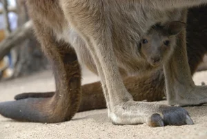 Top 15 Fascinating and Bizarre Facts About Marsupials You Won't Believe - image 3