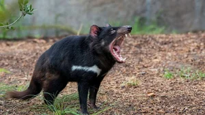 Top 15 Fascinating and Bizarre Facts About Marsupials You Won't Believe - image 12