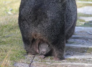 Top 15 Fascinating and Bizarre Facts About Marsupials You Won't Believe - image 2