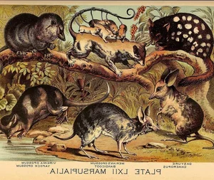 Top 15 Fascinating and Bizarre Facts About Marsupials You Won't Believe - image 1