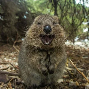 Top 15 Fascinating and Bizarre Facts About Marsupials You Won't Believe - image 0