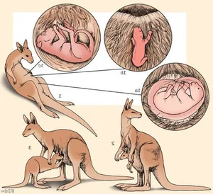 Top 15 Fascinating and Bizarre Facts About Marsupials You Won't Believe - image 4