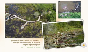 Eco-Tourism in Long An: Exploring Floating Villages and Medicinal Forests in the Endless Field - image 11
