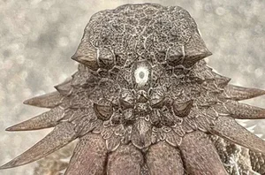 Scientific Secrets Behind the Rare Discovery of One-Eyed Cyclops Creatures - image 4