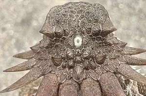 Scientific Secrets Behind the Rare Discovery of One-Eyed Cyclops Creatures - image 7