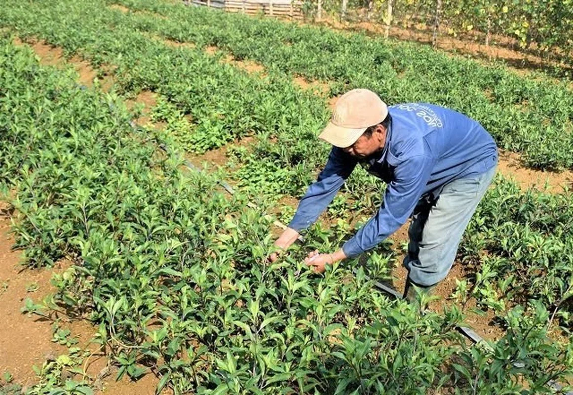 From Garden Weeds to Gourmet Delicacies: The Rise of Forgotten Wild Vegetables