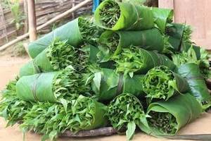 From Garden Weeds to Gourmet Delicacies: The Rise of Forgotten Wild Vegetables - image 3