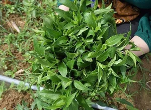 From Garden Weeds to Gourmet Delicacies: The Rise of Forgotten Wild Vegetables - image 1