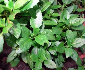 From Garden Weeds to Gourmet Delicacies: The Rise of Forgotten Wild Vegetables - image 4