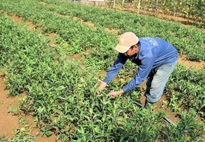 From Garden Weeds to Gourmet Delicacies: The Rise of Forgotten Wild Vegetables - image 0