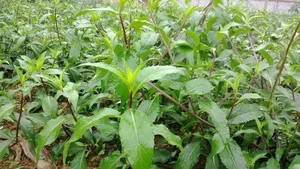 From Garden Weeds to Gourmet Delicacies: The Rise of Forgotten Wild Vegetables - image 7