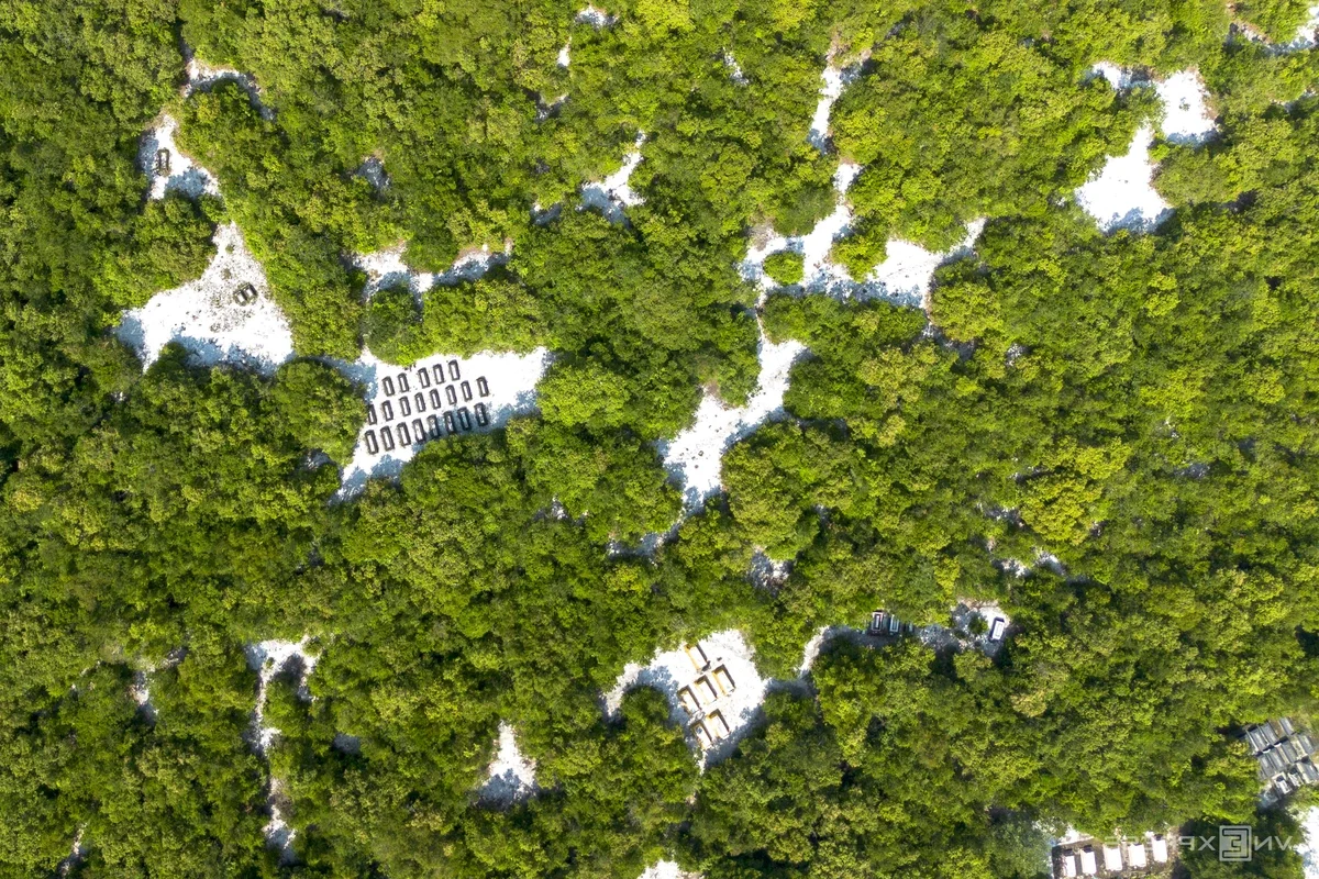 Discover the Spectacular Urban Forest Oasis in Da Nang City
