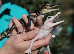 Unbelievable Features: A Rare Look at the World's Rarest Crocodile Species - image 7