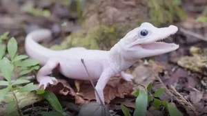 Unbelievable Features: A Rare Look at the World's Rarest Crocodile Species - image 6