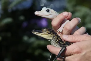 Unbelievable Features: A Rare Look at the World's Rarest Crocodile Species - image 0