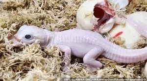 Unbelievable Features: A Rare Look at the World's Rarest Crocodile Species - image 2