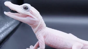 Unbelievable Features: A Rare Look at the World's Rarest Crocodile Species - image 5
