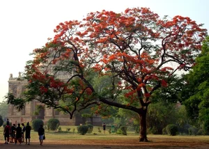 The Mystery of the Ancient Phoenix Tree Crying Holy Water Revealed by Experts - image 8