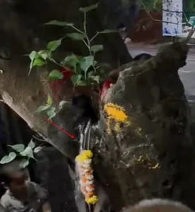 The Mystery of the Ancient Phoenix Tree Crying Holy Water Revealed by Experts - image 1