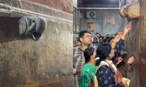 The Mystery of the Ancient Phoenix Tree Crying Holy Water Revealed by Experts - image 4